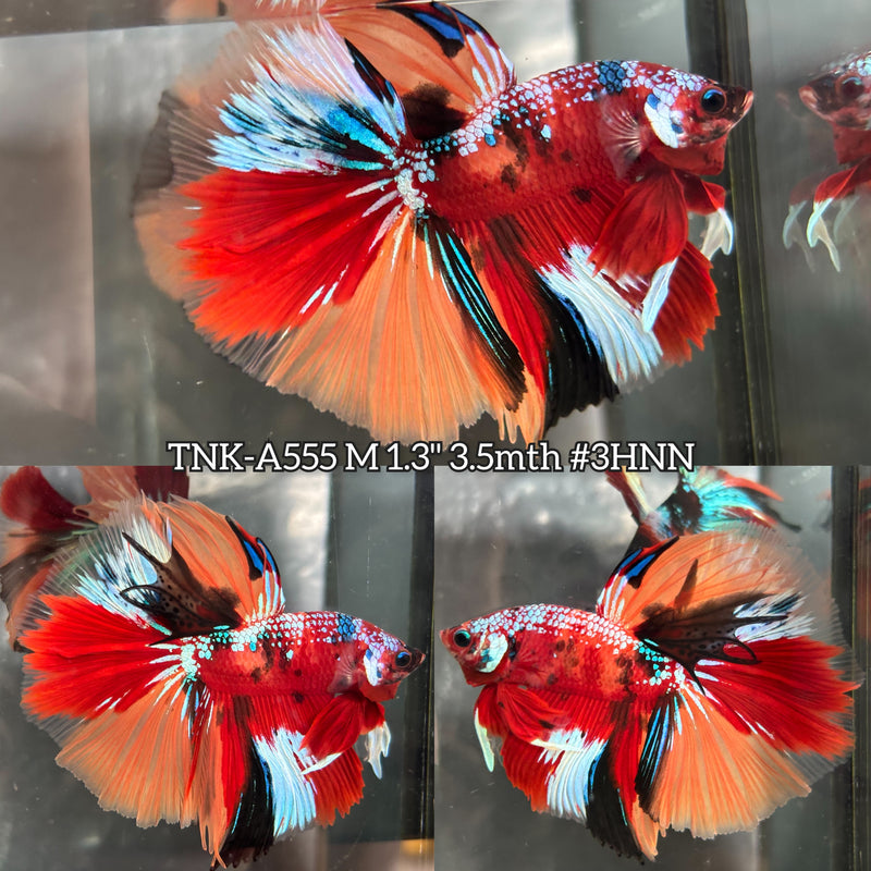 Live Male Betta Red Galaxy Nemo Halfmoon (TNK-A555) High quality What you see What you get!!