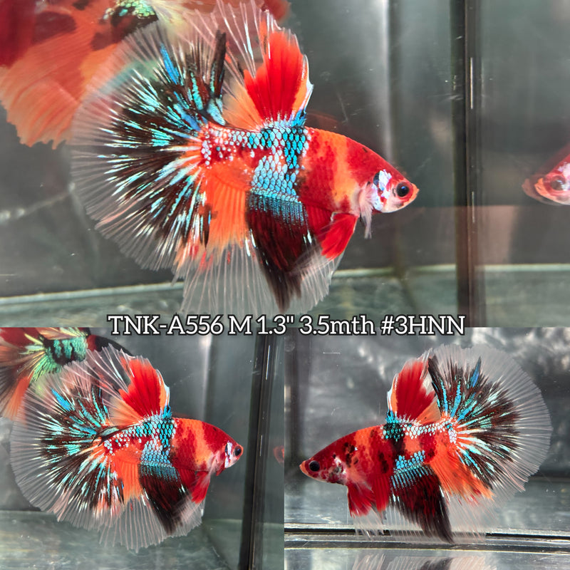 Live Male Betta Galaxy Nemo Halfmoon (TNK-A556) High quality What you see What you get!!