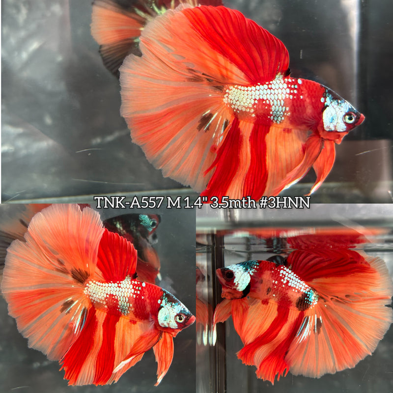 Live Male Betta Orange Galaxy Nemo marking skin Halfmoon (TNK-A557) High quality What you see What you get!!