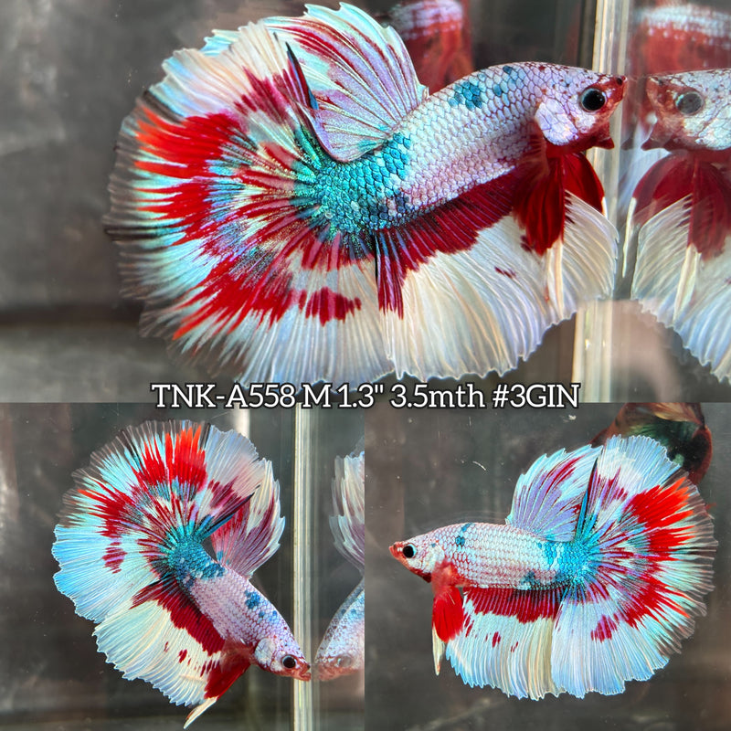 Live Male Betta Fancy Red Pink Light Colors Halfmoon (TNK-A558) High quality What you see What you get!!