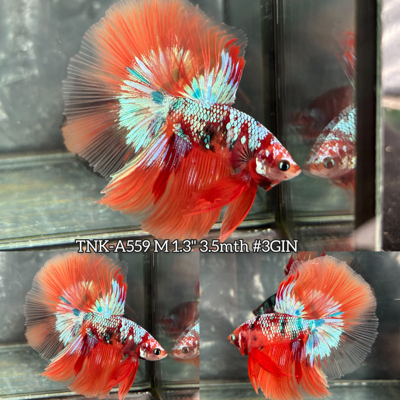 Live Male Betta Orange Galaxy Koi Over Halfmoon (TNK-A559) High quality What you see What you get!!
