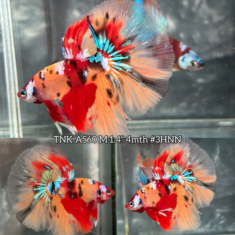 Live Male Betta Red Yellow Galaxy Koi Halfmoon (TNK-A560) High quality What you see What you get!!