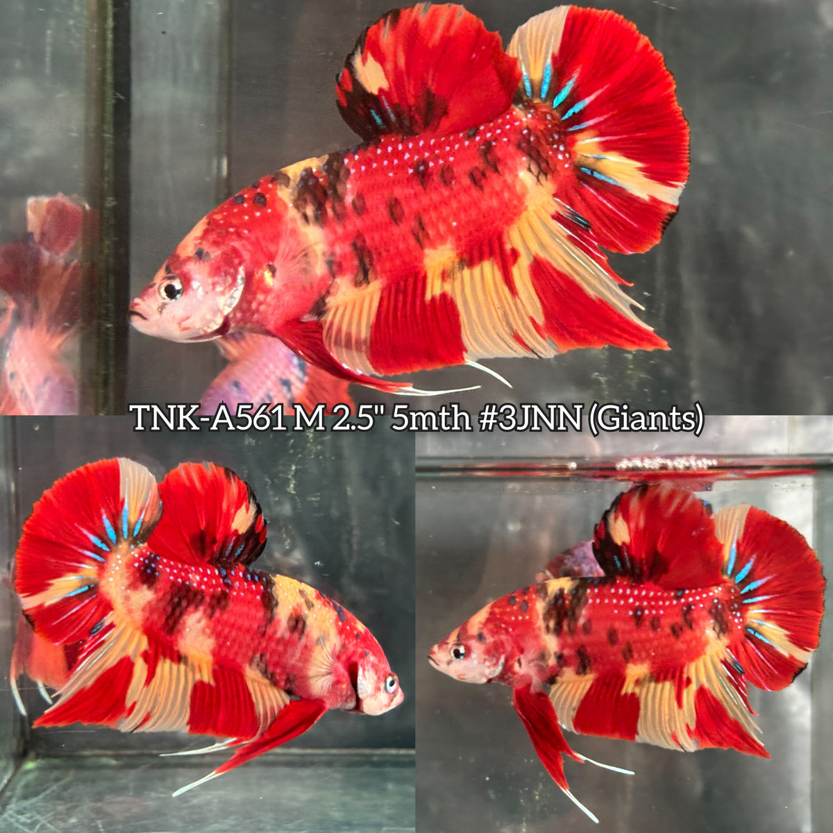 Live Male Betta Red Yellow Metallic Koi Giants Plakat (TNK-A561) S353 High quality What you see What you get!!