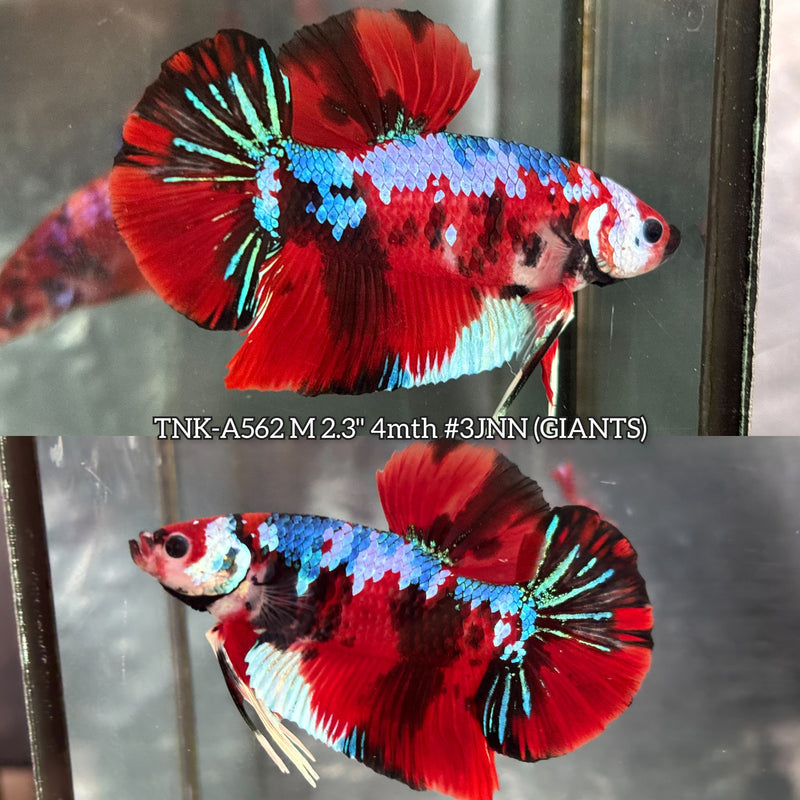 Live Male Betta Red Galaxy Koi Giants Plakat (TNK-A562) High quality What you see What you get!!