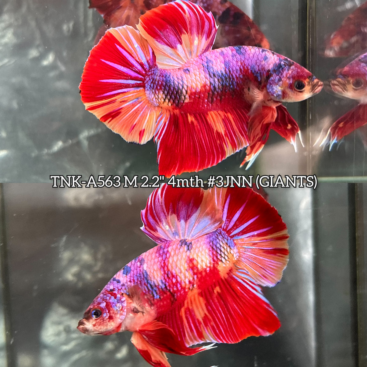 Live Male Betta Candy Sweet Colors Giants Plakat (TNK-A563) S355 High quality What you see What you get!!