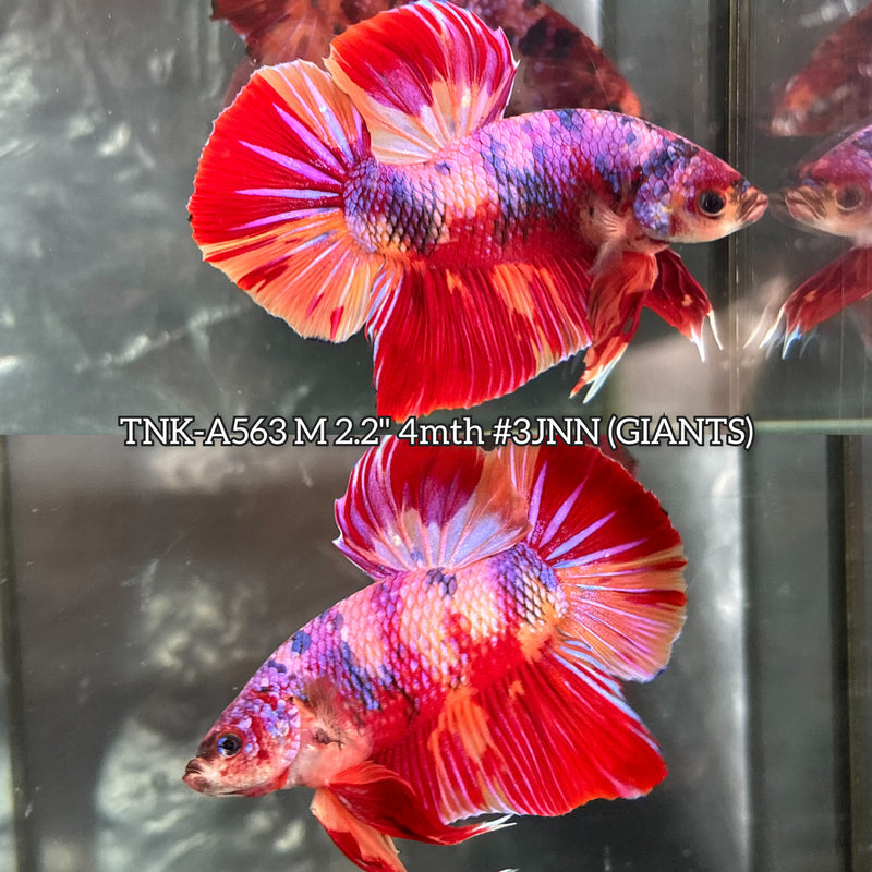 Live Male Betta Candy Sweet Colors Giants Plakat (TNK-A563) High quality What you see What you get!!