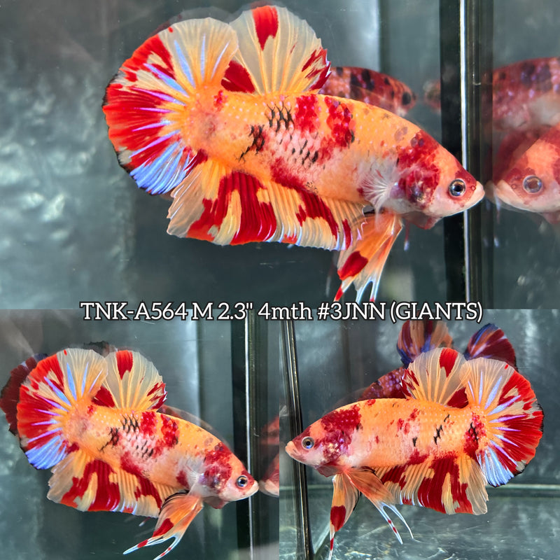 Live Male Betta Red Yellow Leopard Duo Colors Giants Plakat (TNK-A564) High quality What you see What you get!!