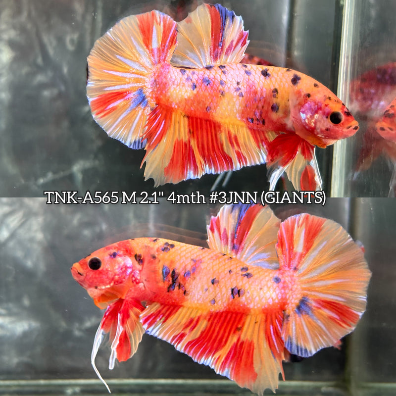 Live Male Betta Candy Sweet Colors Giants Plakat (TNK-A565) High quality What you see What you get!!