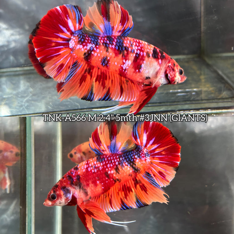 Live Male Betta Nemo Metallic Fire Giants Plakat (TNK-A566) High quality What you see What you get!!