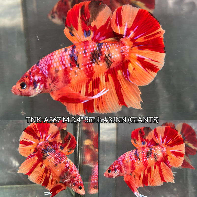 Live Male Betta Nemo Metallic Fire Giants Plakat (TNK-A567) High quality What you see What you get!!