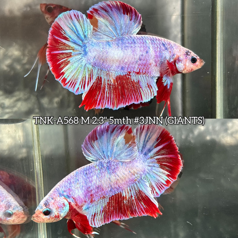 Live Male Betta Red Purple Fancy Koi Giants Plakat (TNK-A568) High quality What you see What you get!!