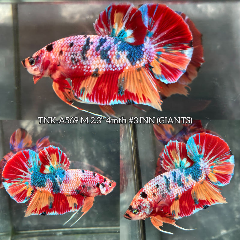 Live Male Betta Candy Multicolors Giants Plakat (TNK-A569) High quality What you see What you get!!
