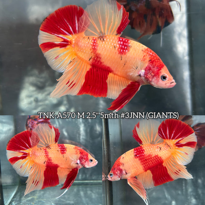 Live Male Betta Classic Nemo Duo Colors Giants Plakat (TNK-A570) High quality What you see What you get!!