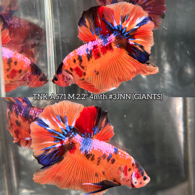 Live Male Betta Orange Galaxy Nemo Giants Plakat (TNK-A571) High quality What you see What you get!!
