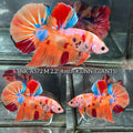 Live Male Betta Orange Galaxy Nemo Giants Plakat (TNK-A572) S346 High quality What you see What you get!!