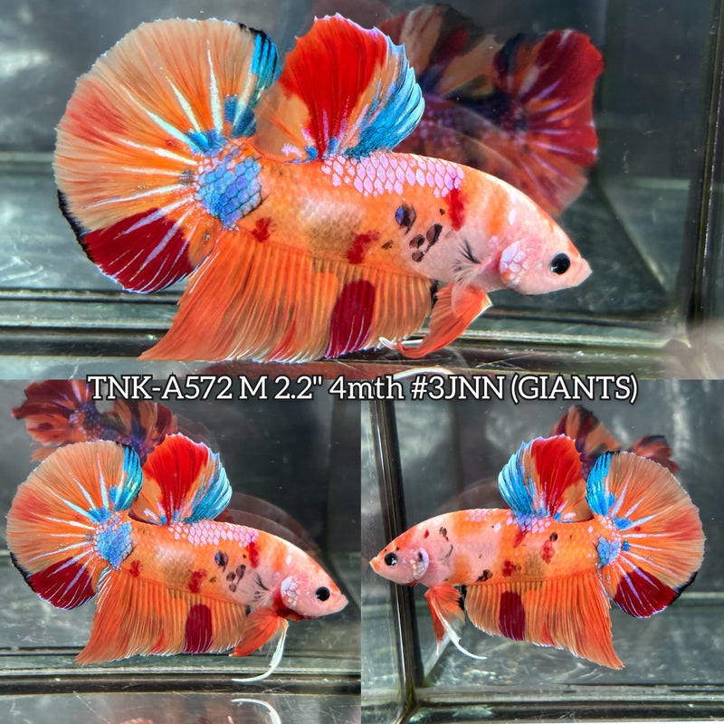 Live Male Betta Orange Galaxy Nemo Giants Plakat (TNK-A572) High quality What you see What you get!!