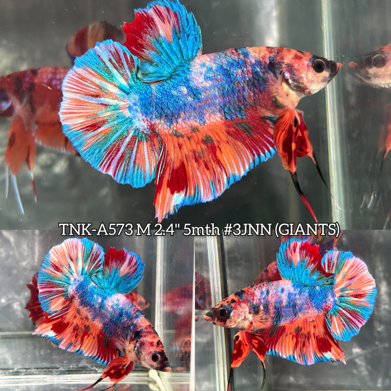 Live Male Betta Candy Marble Multicolors Giants Plakat (TNK-A573) High quality What you see What you get!!