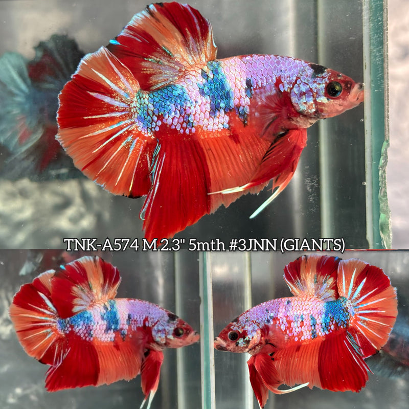 Live Male Betta Candy Marble Giants Plakat (TNK-A574) High quality What you see What you get!!