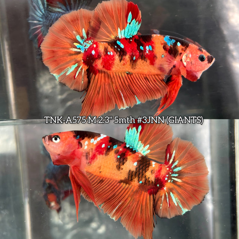 Live Male Betta Orange Galaxy Nemo Giants Plakat (TNK-A575) High quality What you see What you get!!