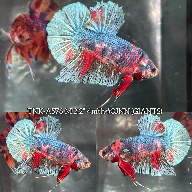 Live Male Betta Fancy Koi Giants Plakat (TNK-A576) High quality What you see What you get!!
