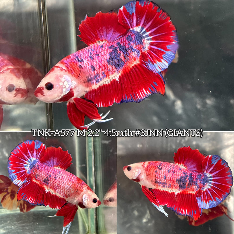 Live Male Betta Red Pink Fancy Lipstick mouth Giants Plakat (TNK-A577) High quality What you see What you get!!
