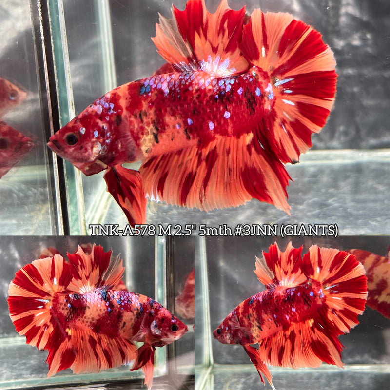 Live Male Betta Red Orange Nemo Super Fire Giants Plakat (TNK-A578) High quality What you see What you get!!