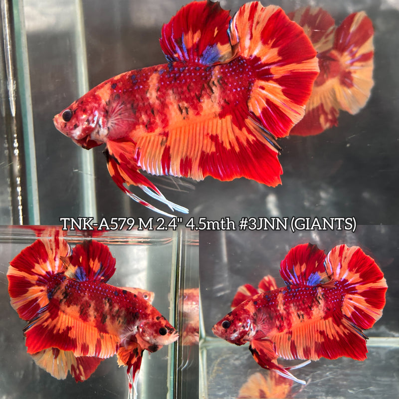 Live Male Betta Red Orange Nemo Super Fire Giants Plakat (TNK-A579) High quality What you see What you get!!