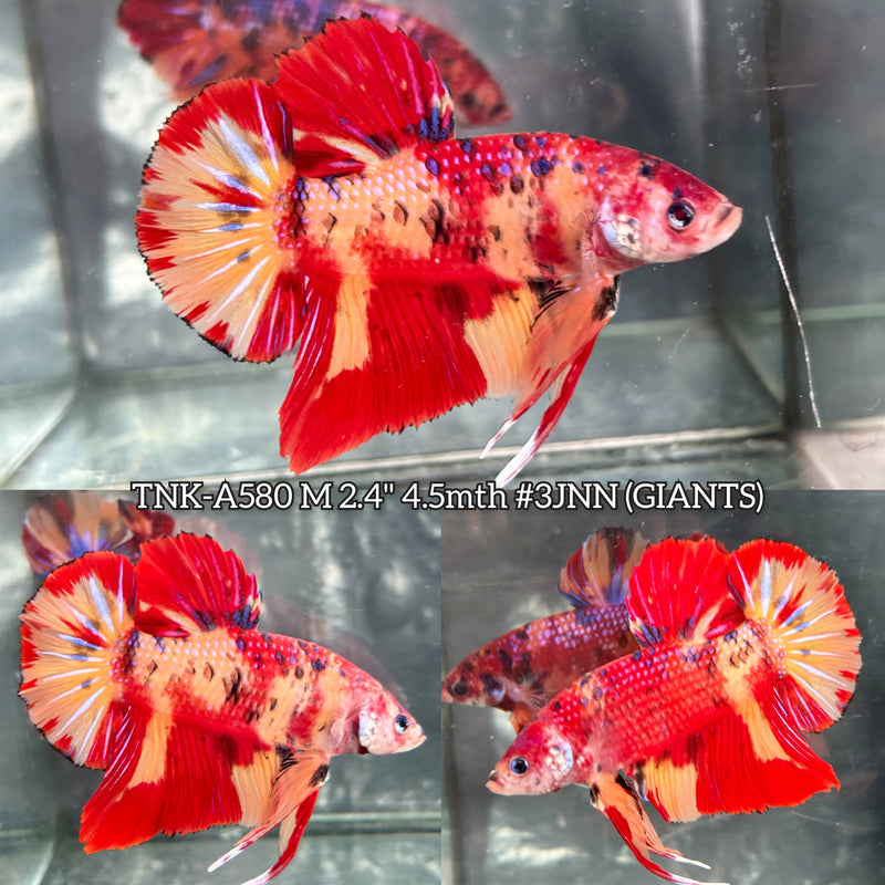 Live Male Betta Red Yellow Nemo Duo colors Giants Plakat (TNK-A580) High quality What you see What you get!!
