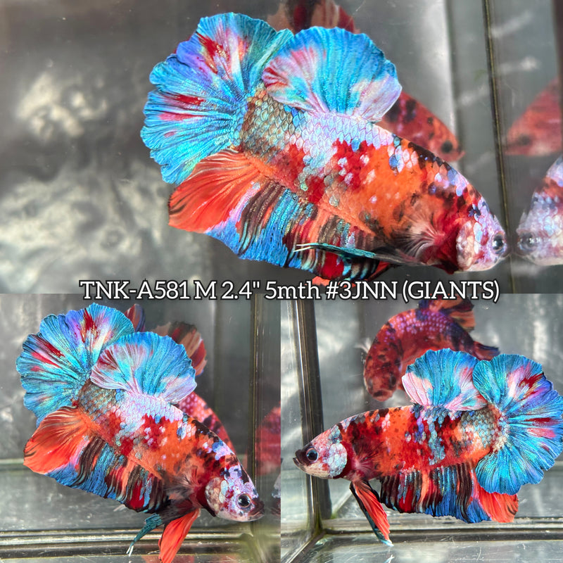 Live Male Betta Galaxy Nemo Giants Plakat (TNK-A581) High quality What you see What you get!!