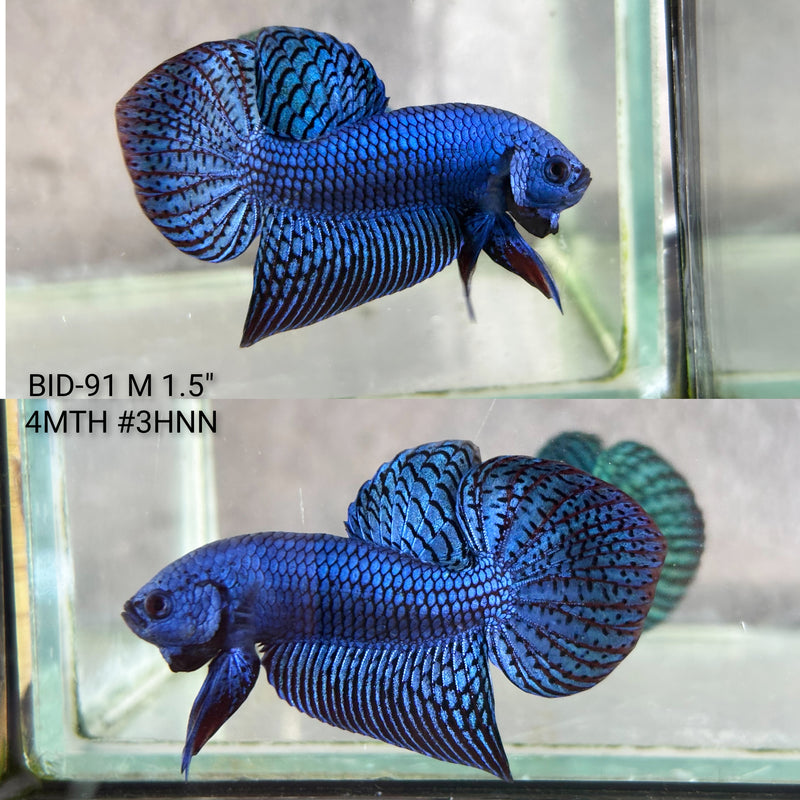 Live Male Betta Royal Blue Alien Hybrid Wild Plakat (BID-91) High quality What you see What you get!!