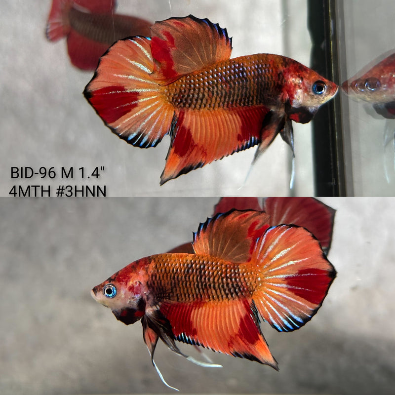 Live Male Betta Orange Vanda Fantasy Hybrid Wild Plakat (BID-96) High quality What you see What you get!!