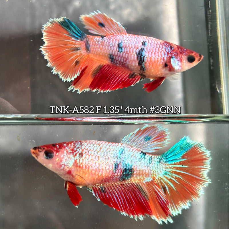Live Female Betta Candy Sweet colors Halfmoon (TNK-A582) High quality What you see What you get!!