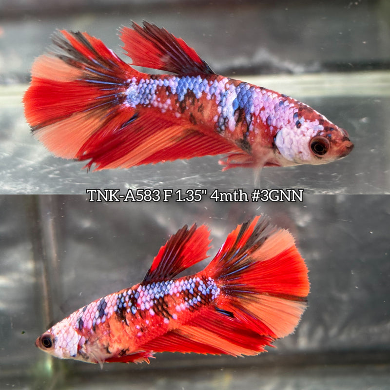 Live Female Betta Galaxy Nemo Halfmoon (TNK-A583) High quality What you see What you get!!