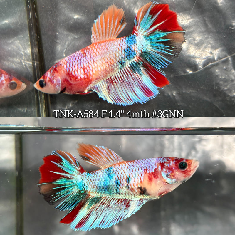 Live Female Betta Candy Marble Halfmoon (TNK-A584) High quality What you see What you get!!