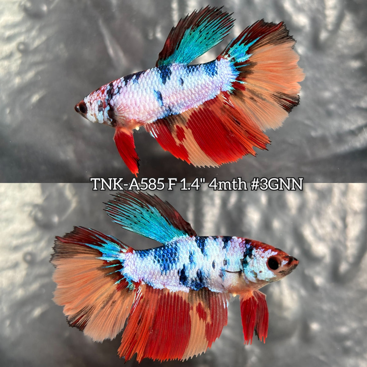 Live Female Betta Candy Marble Halfmoon (TNK-A585)S025 High quality What you see What you get!!