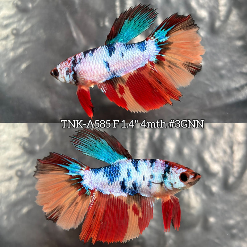 Live Female Betta Candy Marble Halfmoon (TNK-A585) High quality What you see What you get!!