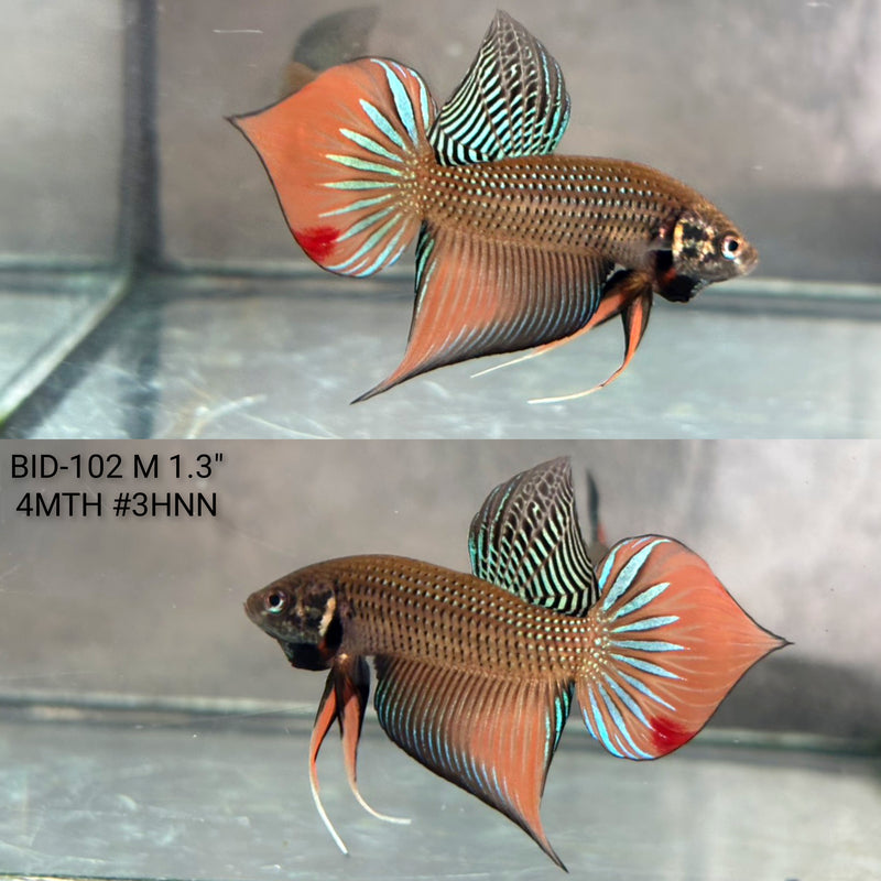 Live Male Betta Orange Black Splendens Hybrid Wild Plakat (BID-102) High quality what you see what you get!!