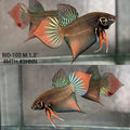 Live Male Betta Orange Black Splendens Hybrid Wild Plakat (BID-103)S067 High quality what you see what you get!!