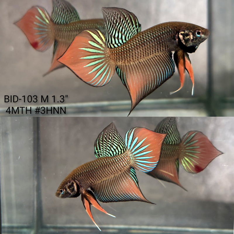 Live Male Betta Orange Black Splendens Hybrid Wild Plakat (BID-103) High quality what you see what you get!!
