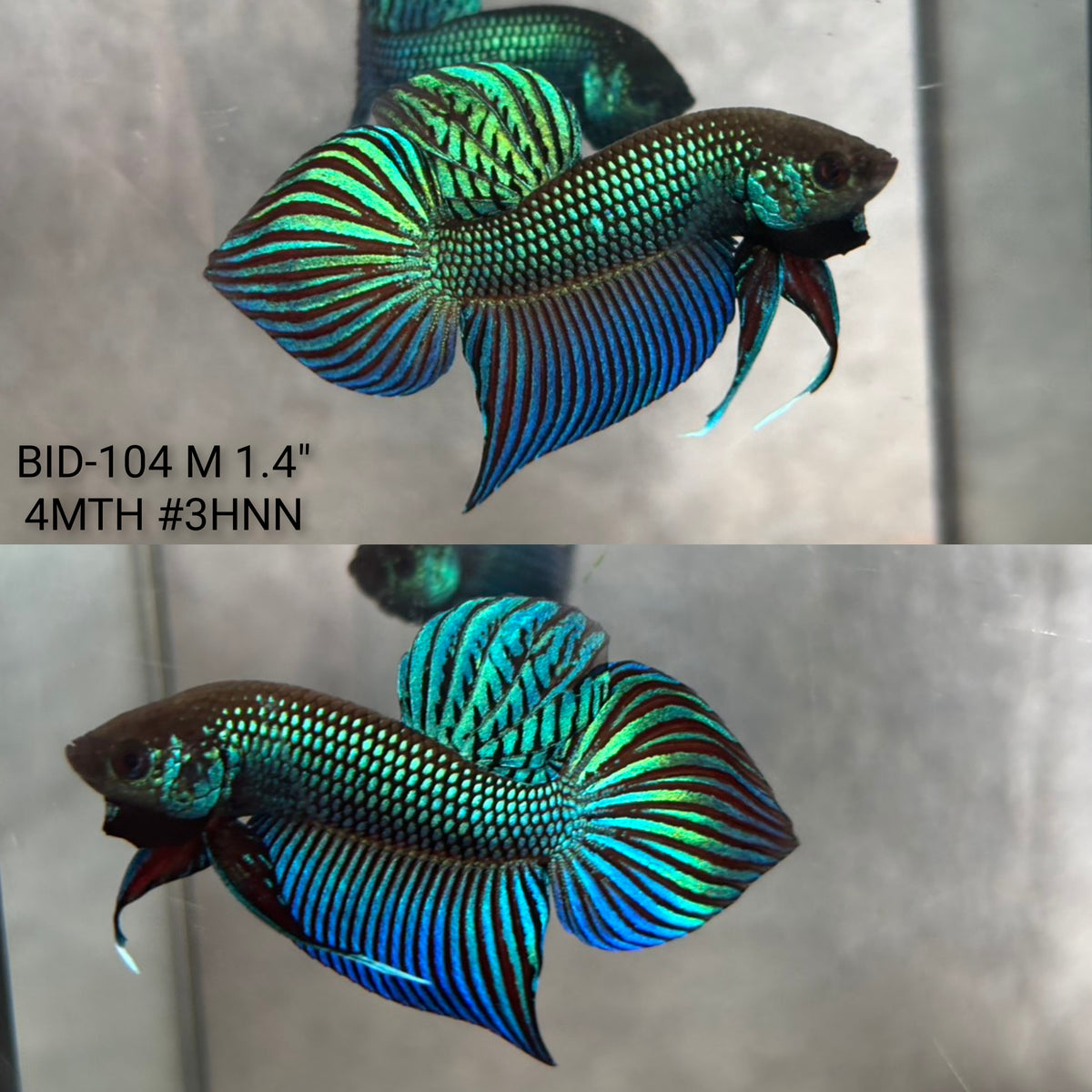 Live Male Betta Green Original Mahachai Wild Plakat (BID-104)S068 High quality what you see what you get!!