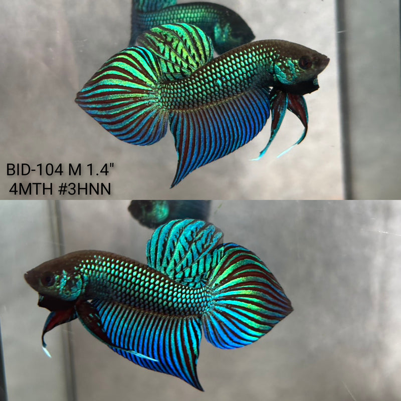 Live Male Betta Green Original Mahachai Wild Plakat (BID-104) High quality what you see what you get!!