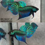 Live Male Betta Green Original Mahachai Wild Plakat (BID-105)S070 High quality what you see what you get!!