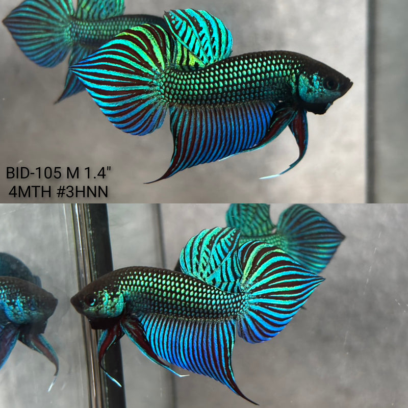 Live Male Betta Green Original Mahachai Wild Plakat (BID-105) High quality what you see what you get!!