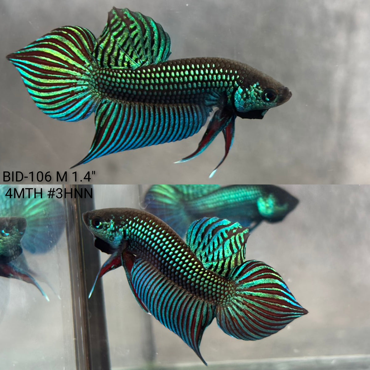 Live Male Betta Green Original Mahachai Wild Plakat (BID-106)S072 High quality what you see what you get!!