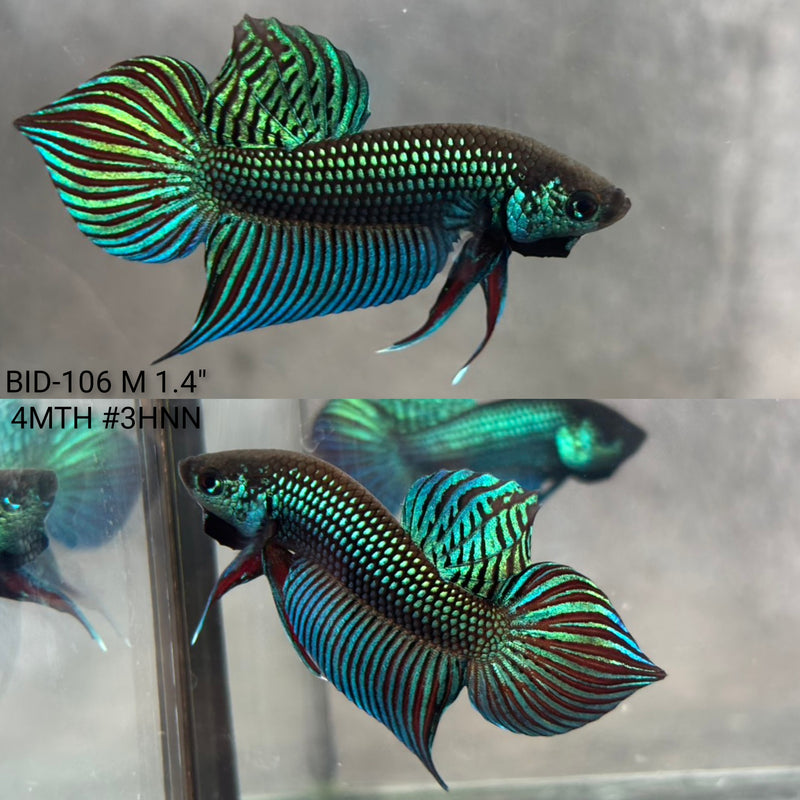 Live Male Betta Green Original Mahachai Wild Plakat (BID-106) High quality what you see what you get!!