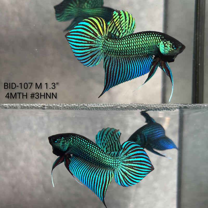 Live Male Betta Green Original Mahachai Wild Plakat (BID-107) High quality what you see what you get!!
