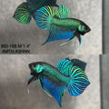 Live Male Betta Green Original Mahachai Wild Plakat (BID-108)S141 High quality what you see what you get!!