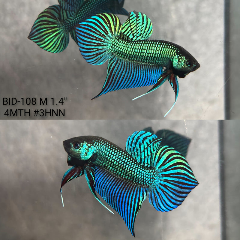Live Male Betta Green Original Mahachai Wild Plakat (BID-108) High quality what you see what you get!!