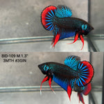 Live Male Betta Blue Red Imbellis Wild Plakat (BID-109)S143 High quality what you see what you get!!