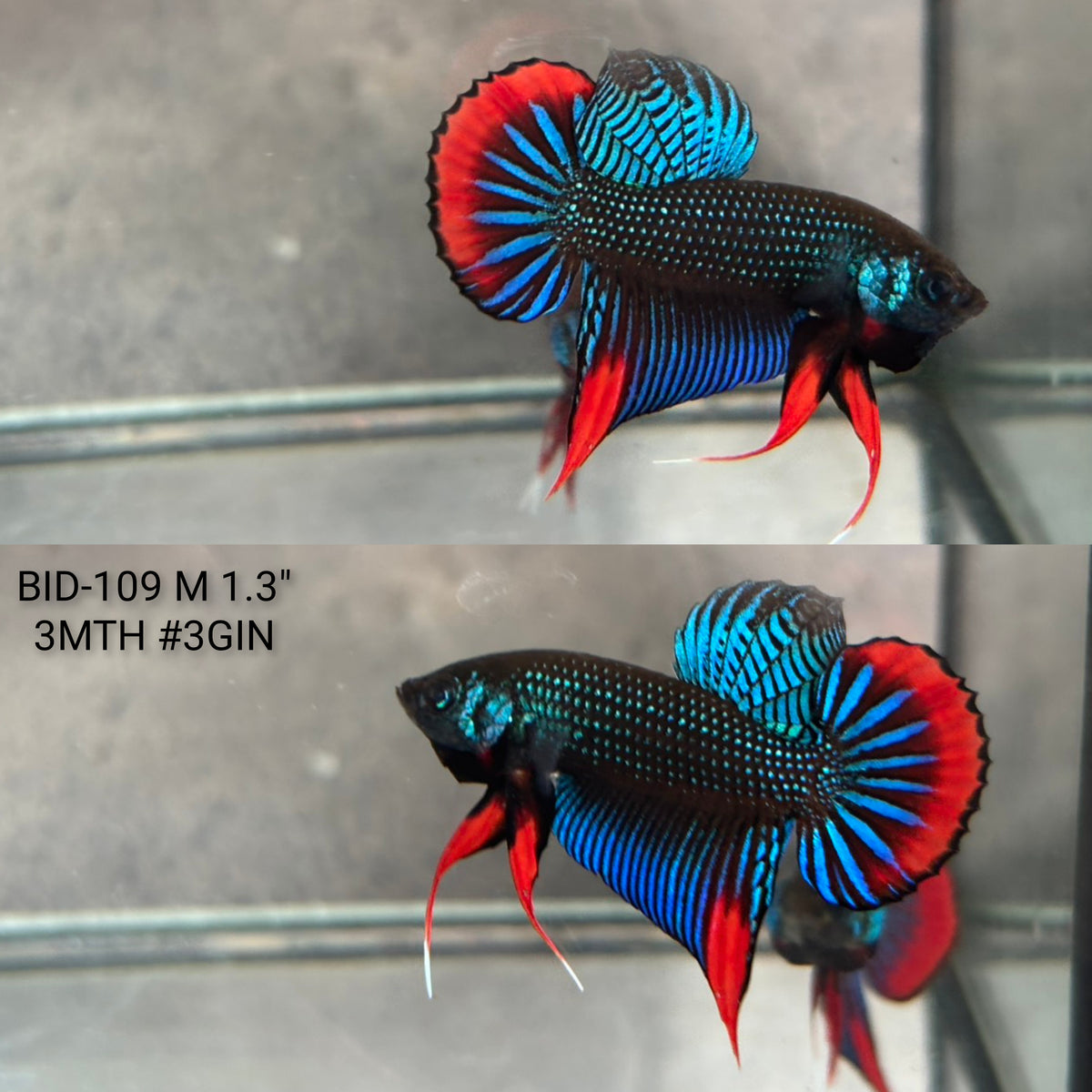Live Male Betta Blue Red Imbellis Wild Plakat (BID-109)S143 High quality what you see what you get!!